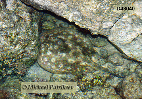 Yellow Stingray (Urobatis jamaicensis)